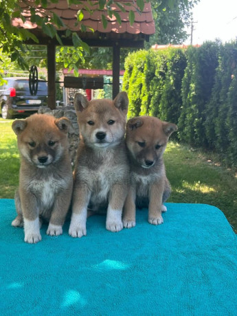 shiba-inu-siba-inu-stenci-big-1