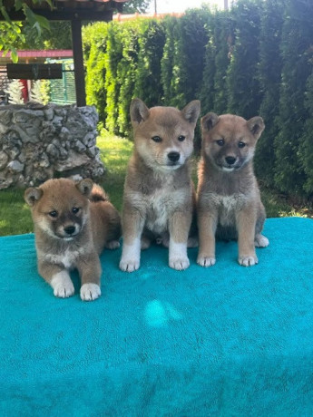 shiba-inu-siba-inu-stenci-big-0