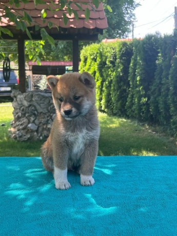 shiba-inu-siba-inu-stenci-big-2