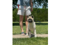 americka-akita-dve-zenke-small-1