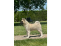 americka-akita-dve-zenke-small-3