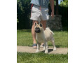 americka-akita-dve-zenke-small-0