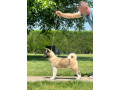 americka-akita-dve-zenke-small-4