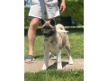 americka-akita-dve-zenke-small-2