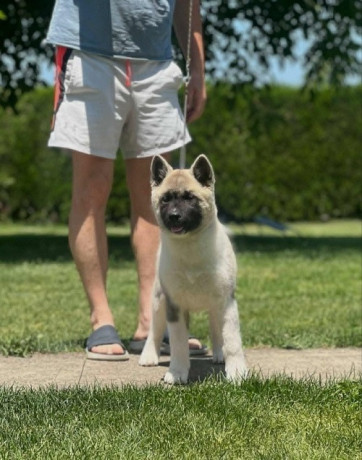 americka-akita-dve-zenke-big-1