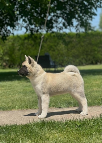 americka-akita-dve-zenke-big-3