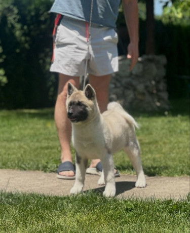 americka-akita-dve-zenke-big-0