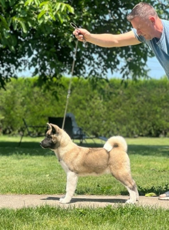 americka-akita-dve-zenke-big-4