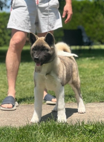 americka-akita-dve-zenke-big-2