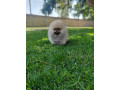 prelepa-medvedasta-stenad-pomeranca-small-4