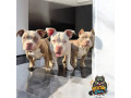 american-bully-zenski-stenci-small-0