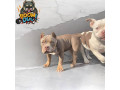 american-bully-zenski-stenci-small-4
