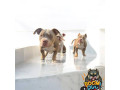 american-bully-zenski-stenci-small-3