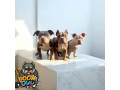 american-bully-zenski-stenci-small-1