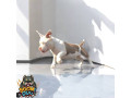 american-bully-zenski-stenci-small-2