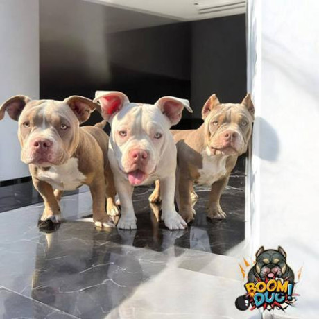 american-bully-zenski-stenci-big-0