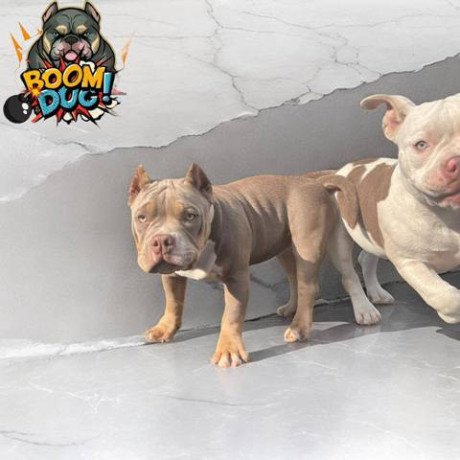 american-bully-zenski-stenci-big-4