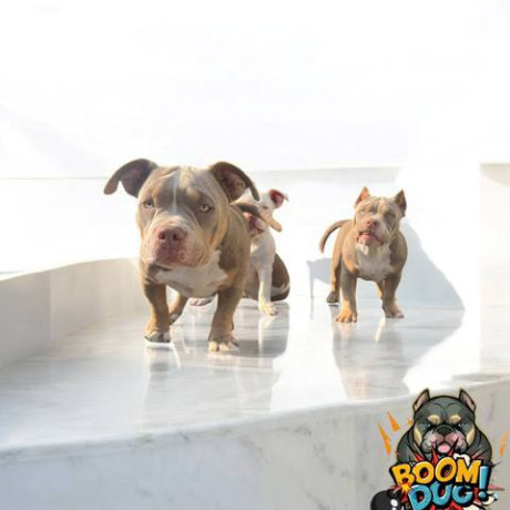american-bully-zenski-stenci-big-3