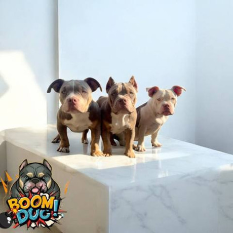 american-bully-zenski-stenci-big-1
