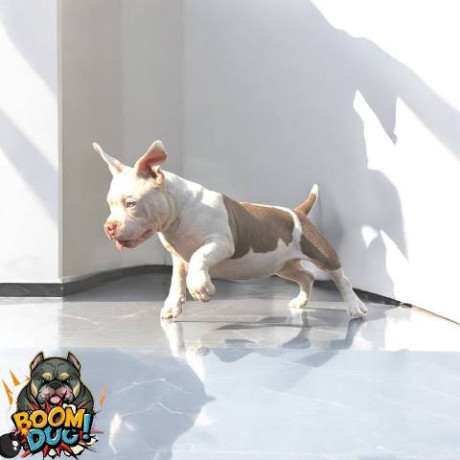 american-bully-zenski-stenci-big-2
