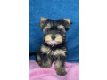 yorkshire-terrier-stenci-small-4