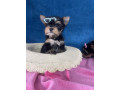 yorkshire-terrier-stenci-small-3