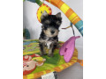 yorkshire-terrier-stenci-small-2