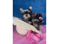 yorkshire-terrier-stenci-small-0