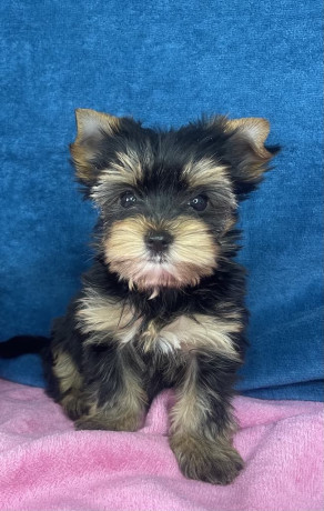 yorkshire-terrier-stenci-big-4