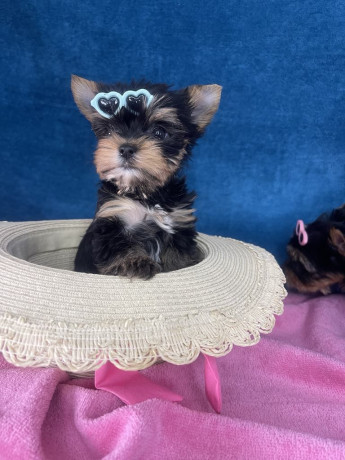 yorkshire-terrier-stenci-big-3