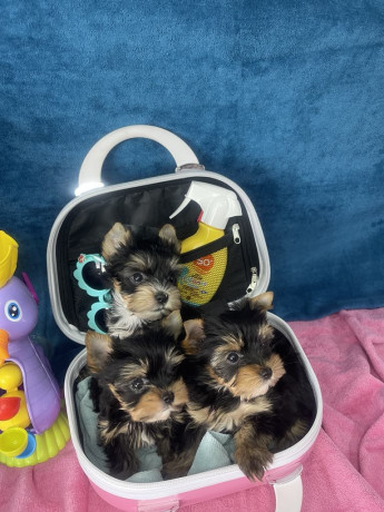 yorkshire-terrier-stenci-big-1