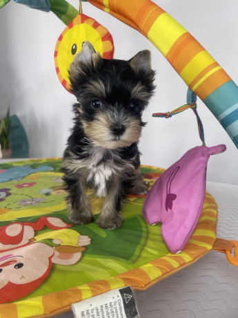 yorkshire-terrier-stenci-big-2