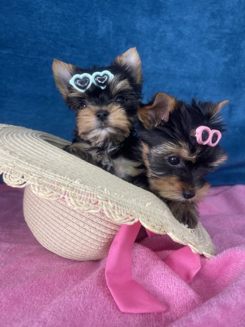 yorkshire-terrier-stenci-big-0
