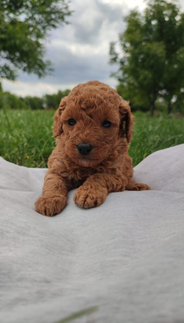 patuljasta-pudla-big-1