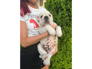 Engleski buldog, muško štene