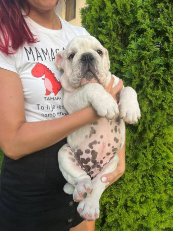 engleski-buldog-musko-stene-big-0