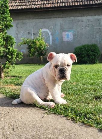 engleski-buldog-musko-stene-big-1