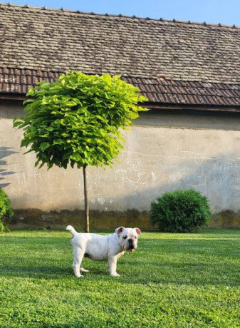 engleski-buldog-musko-stene-big-3