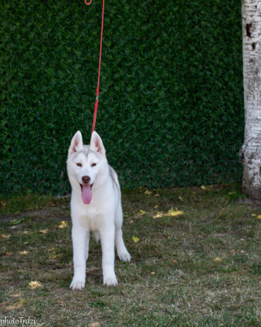 na-prodaju-prelepe-zenkice-sibirskog-haskija-big-2