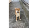 na-prodaju-zensko-stene-shiba-inu-small-0