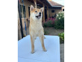 na-prodaju-zensko-stene-shiba-inu-small-3