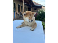 na-prodaju-zensko-stene-shiba-inu-small-2