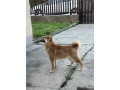 na-prodaju-zensko-stene-shiba-inu-small-1