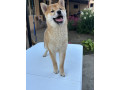 na-prodaju-zensko-stene-shiba-inu-small-4