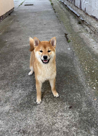 na-prodaju-zensko-stene-shiba-inu-big-0