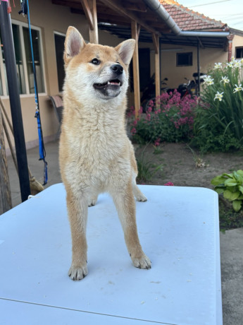 na-prodaju-zensko-stene-shiba-inu-big-3
