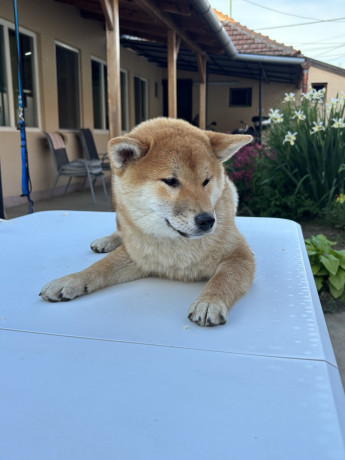 na-prodaju-zensko-stene-shiba-inu-big-2