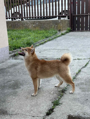 na-prodaju-zensko-stene-shiba-inu-big-1