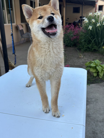 na-prodaju-zensko-stene-shiba-inu-big-4