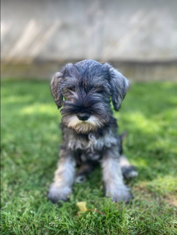 patuljasti-snaucer-big-0